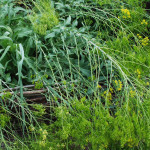 Plantes vertes et fleurs jaunes disposées sur un lit de branches, reflet de la biodiversité locale à Feuguerolles-Bully.