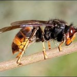 Insecte posé sur une brindille, probablement un frelon, illustrant la biodiversité de Feuguerolles-Bully.
