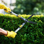 Un jardinier taille une haie verdoyante avec des cisailles, portant des gants de protection jaunes.