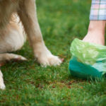 Un chien avec son maître ramassant des excréments canins dans un parc à Feuguerolles-Bully.