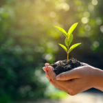 Jeune plant en terre, tenu dans des mains, symbolisant le développement durable à Feuguerolles-Bully.