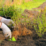 Plantation de jeunes plants dans un jardin, mains en gants utilisant une petite pelle.