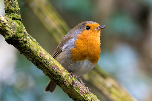 Participez au grand comptage des oiseaux de jardin dimanche 26 janvier 2025