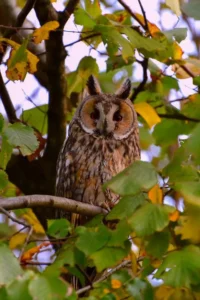 La commune accueille plusieurs animations du groupe ornithologique normand au cours du printemps