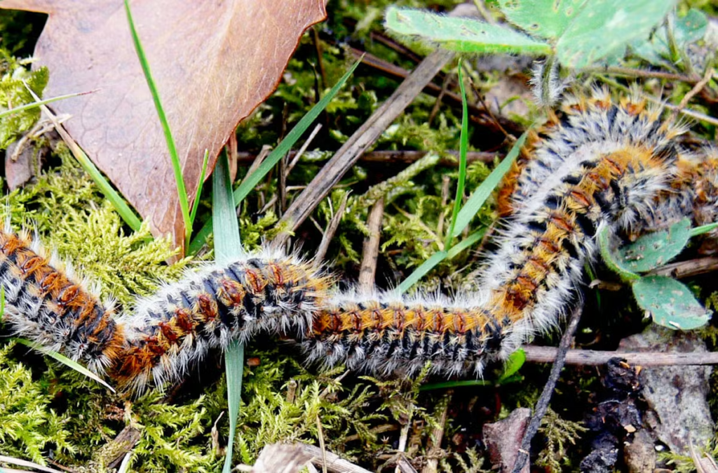 Chenille à poils orange et noir sur un sol forestier, entourée de feuilles et d'herbe.