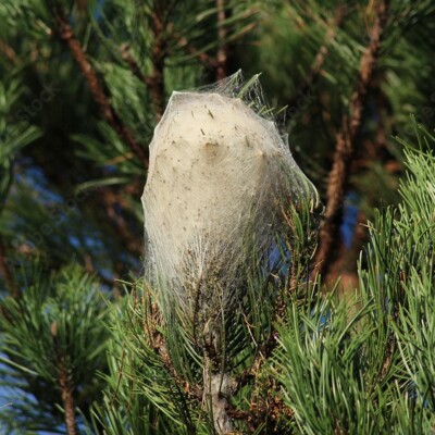 Nid de chenilles sur un pin, entouré de branches vertes sous un ciel bleu.