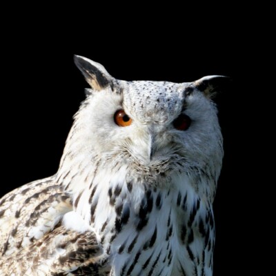 Hibou aux yeux orangés, plumage blanc et brun, sur fond noir. Image emblématique de la faune locale.